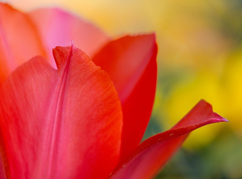 France-Giverny Close-up of red tulip petals